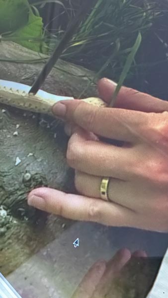 screening of Tall Stories Cannibal Forks